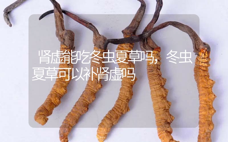 腎虛能吃冬蟲夏草嗎，冬蟲夏草可以補(bǔ)腎虛嗎？