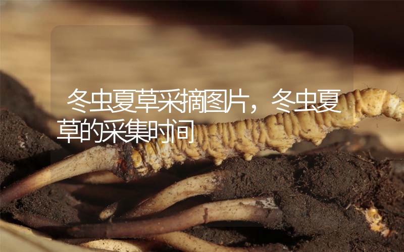 冬蟲夏草采摘圖片，冬蟲夏草的采集時間