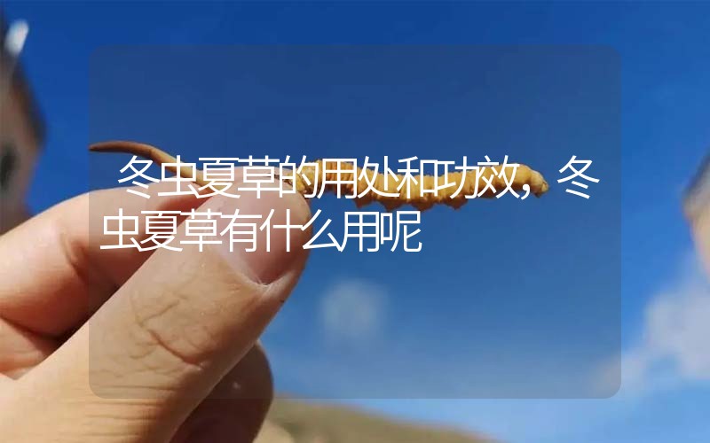 冬蟲夏草的用處和用法，冬蟲夏草有什么用呢