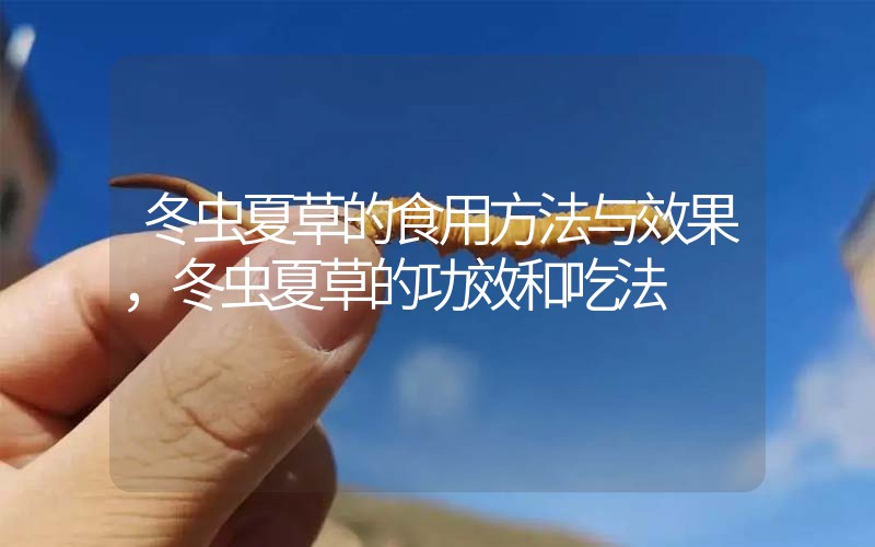 冬蟲夏草的食用方法與效果，冬蟲夏草的食用方法！
