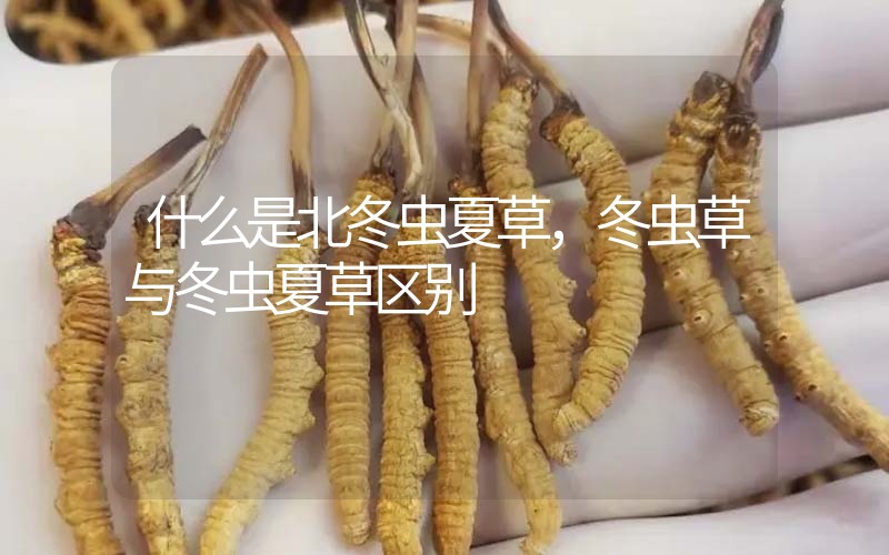 什么是北冬蟲夏草，北冬蟲草與冬蟲夏草區(qū)別