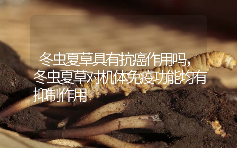 冬蟲(chóng)夏草具有抗癌作用嗎，冬蟲(chóng)夏草對(duì)機(jī)體免疫功能均有抑制作用
