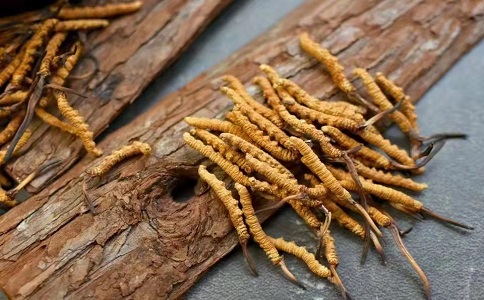 冬蟲(chóng)夏草多少錢(qián)一克，哪個(gè)地區(qū)的質(zhì)量比較可靠呢