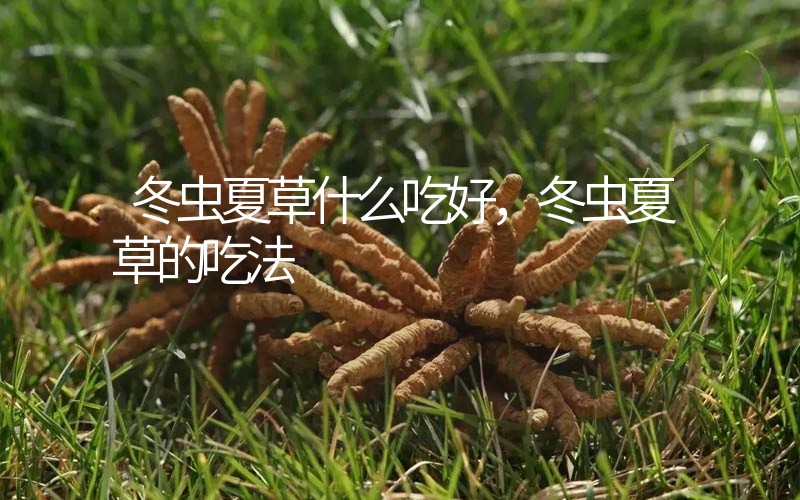 冬蟲夏草什么吃好，冬蟲夏草的吃法