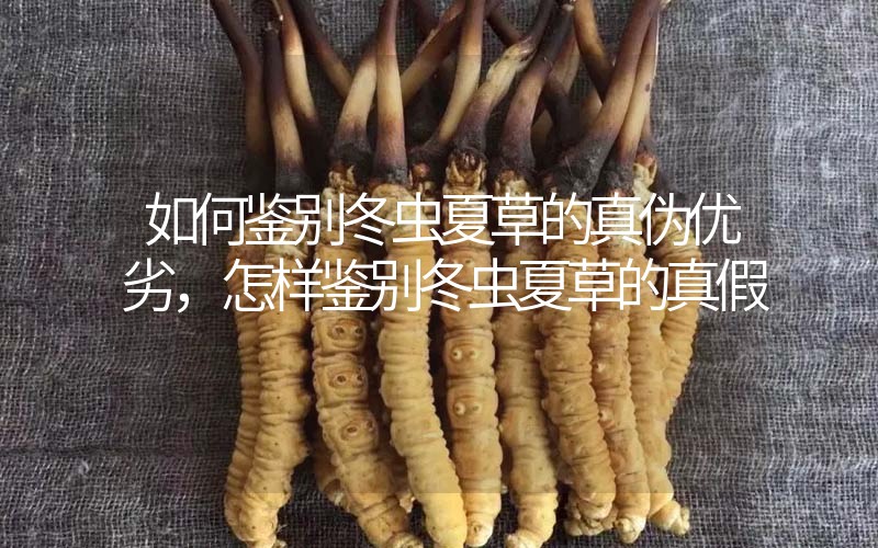 如何鑒別冬蟲夏草的真?zhèn)蝺?yōu)劣，怎樣鑒別冬蟲夏草的真假