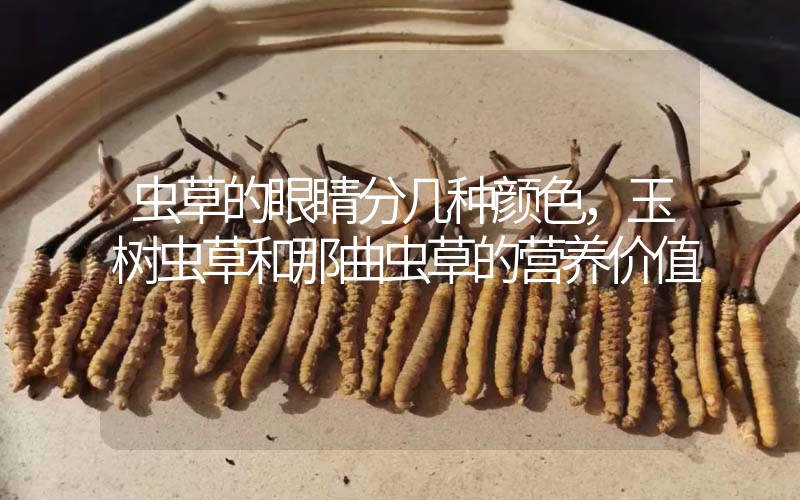 蟲草的眼睛分幾種顏色，玉樹蟲草和那曲蟲草的營養(yǎng)價(jià)值