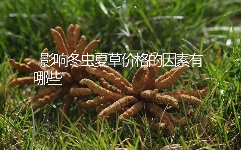 影響冬蟲(chóng)夏草價(jià)格的因素有哪些？