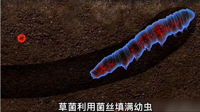 神奇的冬蟲夏草為什么能從蟲子變成草？它到底是怎么形成的呢？