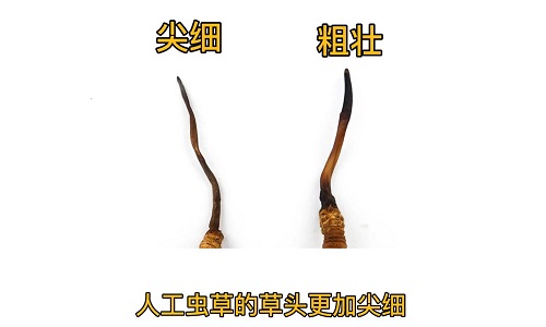 人工蟲草和野生蟲草如何分辨？人工冬蟲夏草怎么鑒別