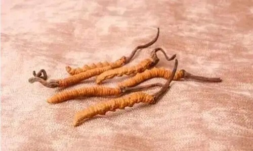 哪個產(chǎn)地的冬蟲夏草營養(yǎng)價值高,哪里的蟲草更好？