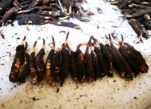 冬蟲夏草的作用是什么，有哪些比較好的吃法呢