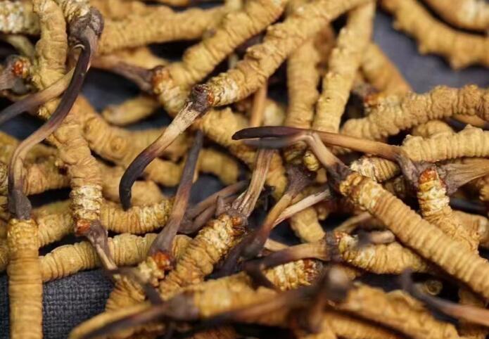 什么樣的冬蟲夏草不能買？