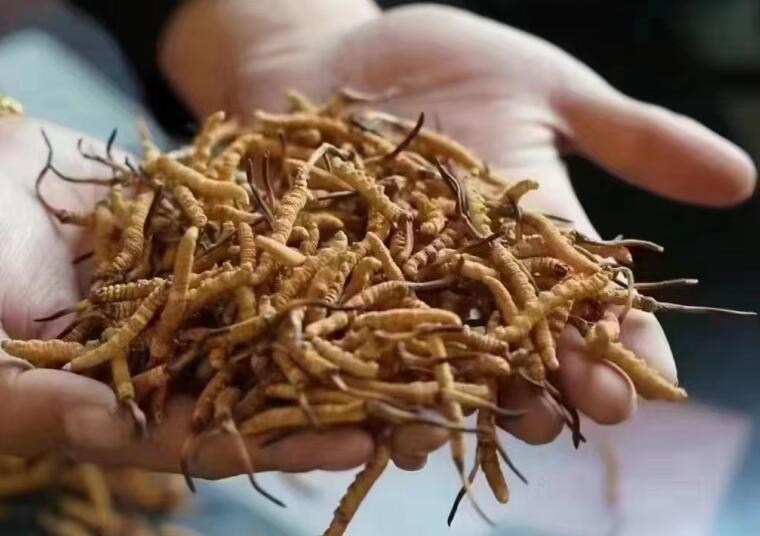 新鮮冬蟲夏草怎么洗最好？新鮮冬蟲夏草怎么清洗？