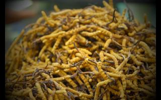 冬蟲(chóng)夏草對(duì)老年人有什么好處？