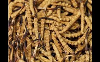 食用冬蟲夏草不能忽視量效關(guān)系？