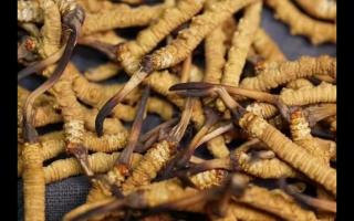 全網(wǎng)較全的冬蟲夏草常識：起源、分類、特點……