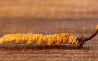 西藏那曲冬蟲夏草頭期，尾期有什么不同？