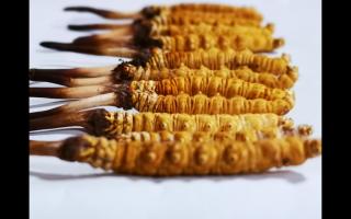 常見的有哪些不合格冬蟲夏草？