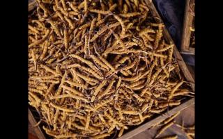 高海拔冬蟲(chóng)夏草上市！新鮮采摘，品質(zhì)保證！
