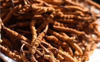 挑選冬蟲(chóng)夏草應(yīng)該注意哪些誤區(qū)？