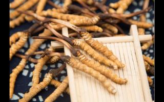 對(duì)話冬蟲夏草：為什么新鮮是王道？
