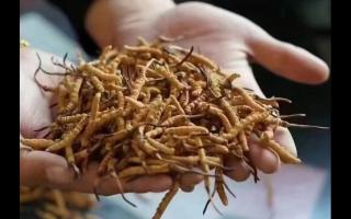 新鮮冬蟲夏草怎么保存，謹記五要素！