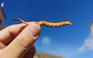 冬蟲(chóng)夏草是如何去分辨等級(jí)的？