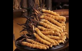 冬蟲夏草比較全的知識解答，吃蟲草的了解一下！