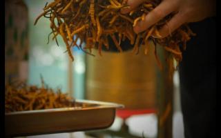 辨別冬蟲夏草產(chǎn)地操作方法的誤區(qū)！