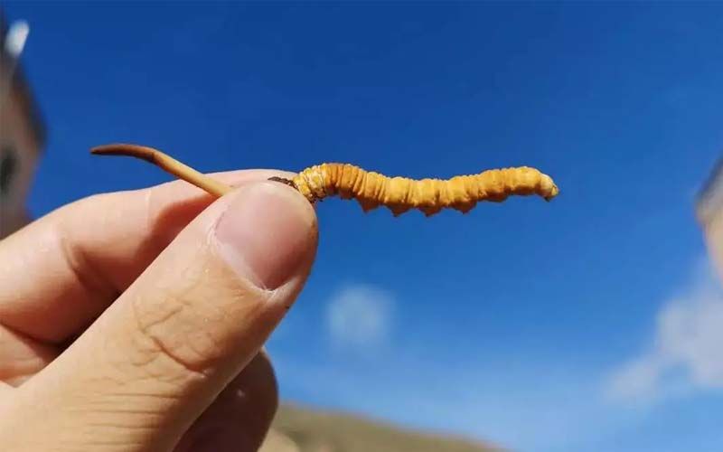 如何妥善保存新鮮的冬蟲夏草和干燥蟲草？