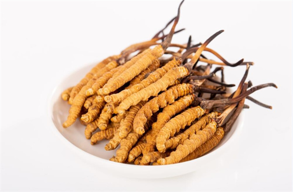 冬蟲(chóng)夏草和夾脊魚(yú)搭配怎么吃？