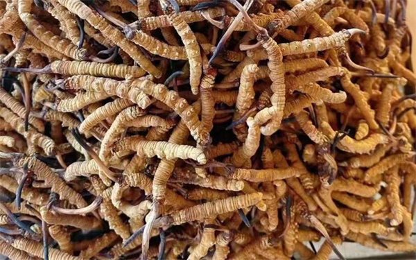 冬蟲夏草可以和番石榴一起吃嗎？