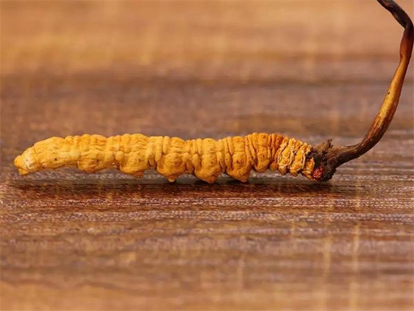 冬蟲(chóng)夏草草頭越長(zhǎng)品質(zhì)越好嗎？草頭越長(zhǎng)冬蟲(chóng)夏草品質(zhì)越好