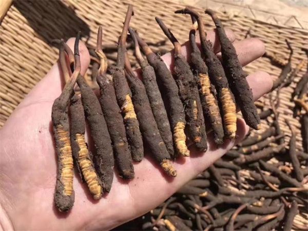 冬蟲(chóng)夏草哪種好?了解哪種蟲(chóng)草更適合你的需求