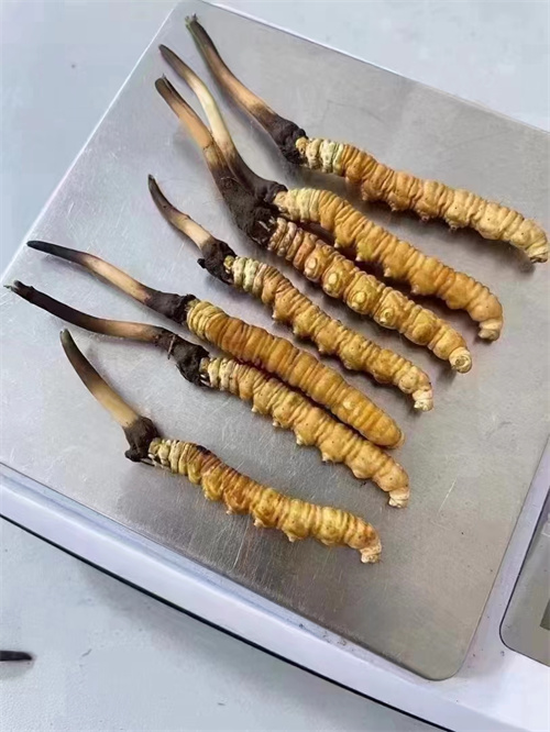 冬蟲夏草煮還是泡好？?jī)煞N食用方法的對(duì)比分析