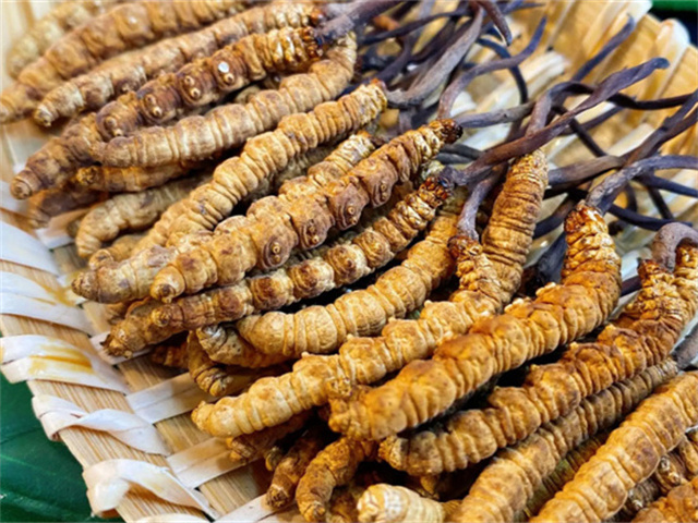 天然冬蟲夏草是怎么形成的？天然冬蟲夏草的形成過(guò)程
