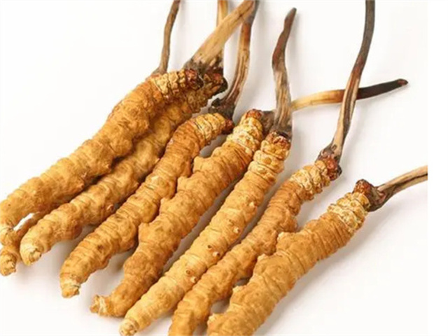 男人適合食用冬蟲夏草嗎？冬蟲夏草的藥用價(jià)值