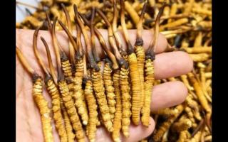 珍草王冬蟲夏草是真的嗎？揭秘珍稀藥材的真相