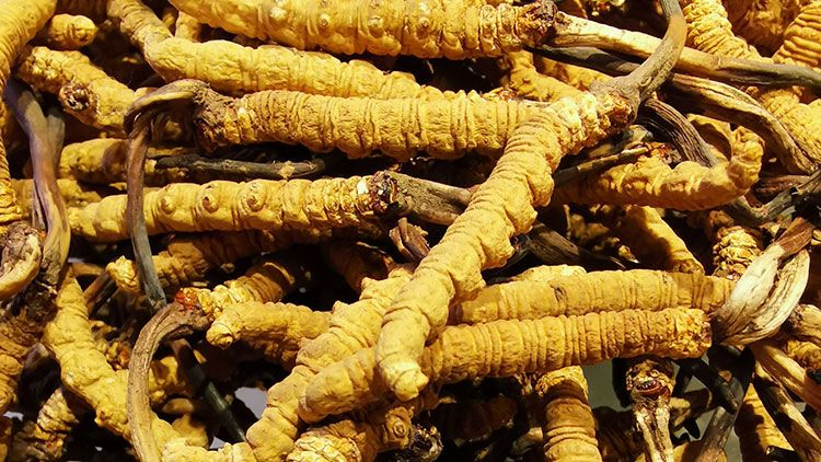 冬蟲夏草是什么味道？揭秘“軟黃金”的獨(dú)特風(fēng)味