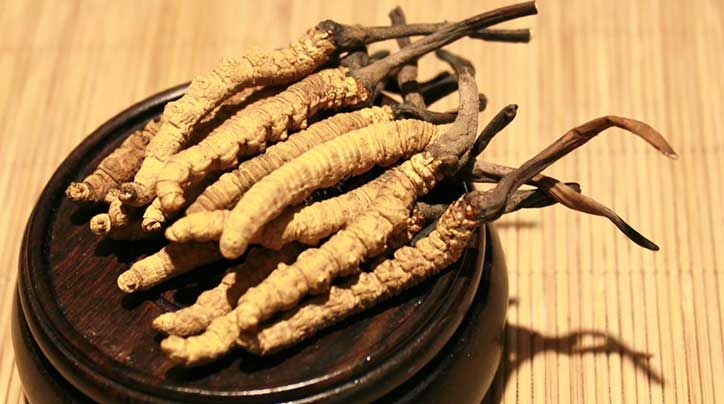 冬蟲夏草的價格一克：為何如此昂貴？