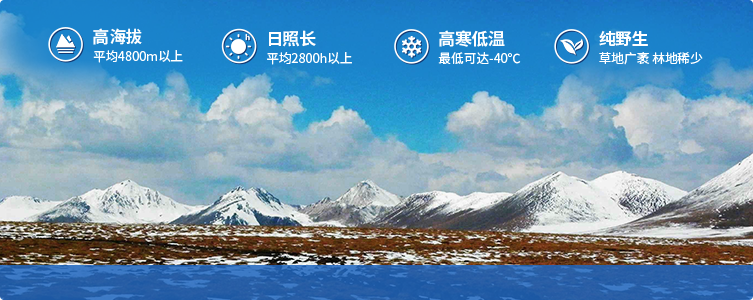 為什么說(shuō)西藏那曲的冬蟲(chóng)夏草，是品質(zhì)最好的蟲(chóng)草！