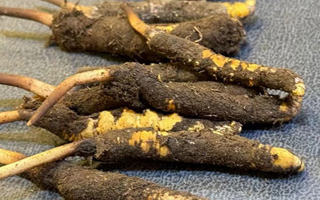 冬蟲夏草鮮草怎么吃？科學(xué)用量指南
