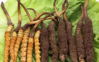 到哪里買新鮮的冬蟲夏草？三步辨真?zhèn)危拇笄腊残馁?> </div>
            <div   id=