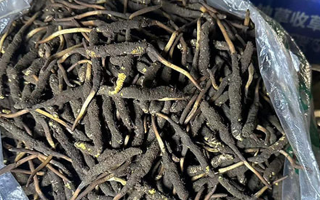 冬蟲(chóng)夏草可以吃鮮的嗎？一文為你揭秘