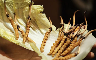 冬蟲(chóng)夏草：鮮草與干草誰(shuí)更勝一籌？