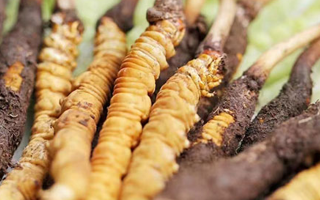 冬蟲(chóng)夏草：曬干食用還是鮮食更優(yōu)？