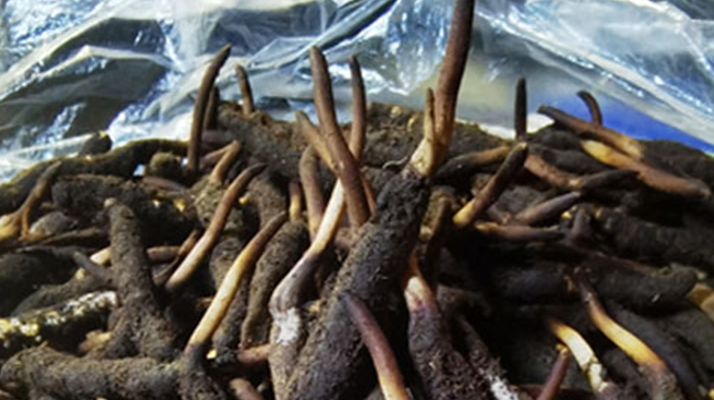 冬蟲夏草鮮草能不能泡酒？科學(xué)解析與實(shí)用指南