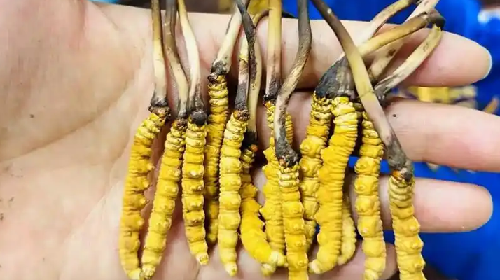 鮮冬蟲(chóng)夏草出水怎么辦？實(shí)用處理指南