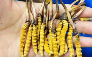 鮮冬蟲(chóng)夏草出水怎么辦？實(shí)用處理指南