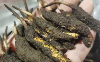 鮮冬蟲夏草急凍能放多久？科學保存全解析